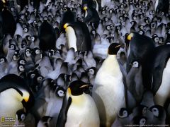 Tapeta National Geographic 568.jpg